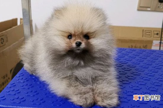 博美掉毛吗