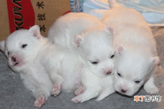 博美犬刚出生如何养
