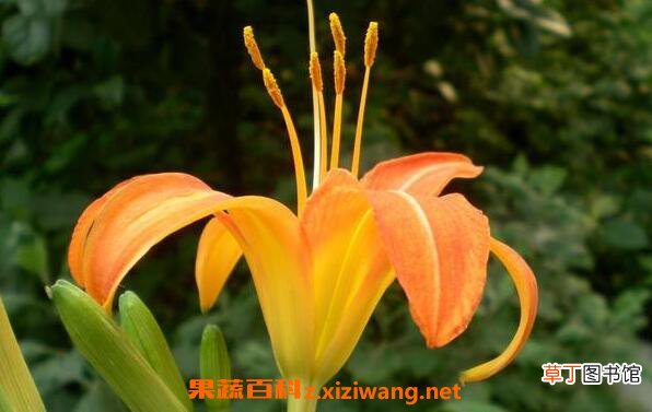 萱草花的功效与作用 萱草花的花语是什么