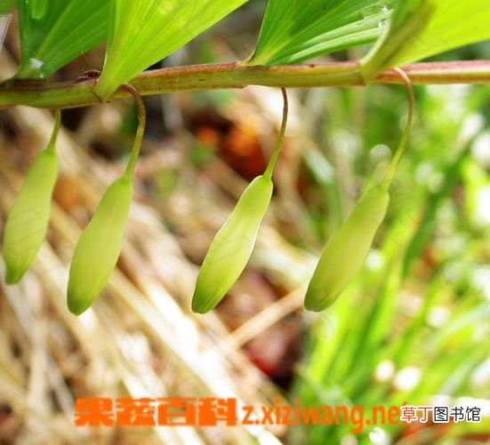 新藤菜的功效与作用