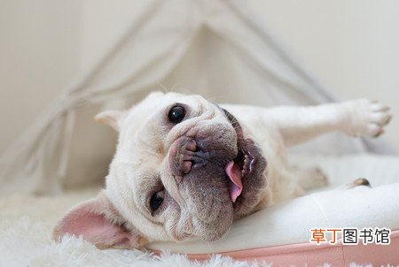 什么情况不需要接种狂犬疫苗