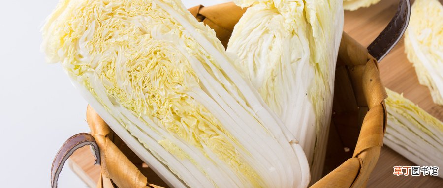 白菜属于什么科