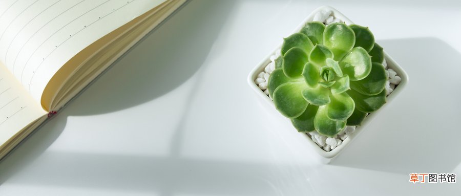 发财树多久浇一次水
