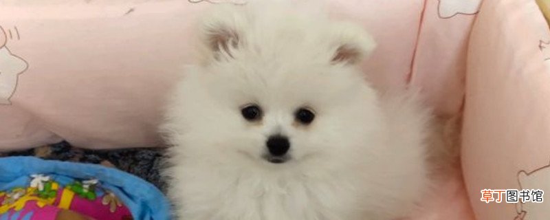 博美犬几个月懂事