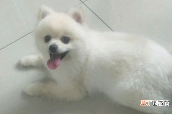 博美犬几个月懂事