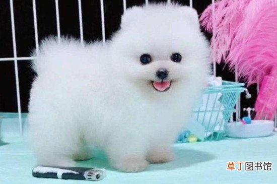 博美犬几个月懂事