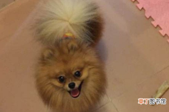 博美尾巴什么时候开花