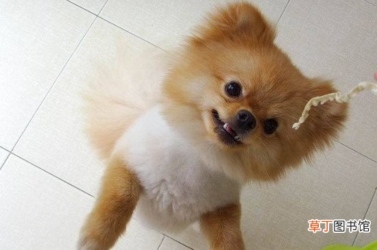 博美两个月怎么照顾
