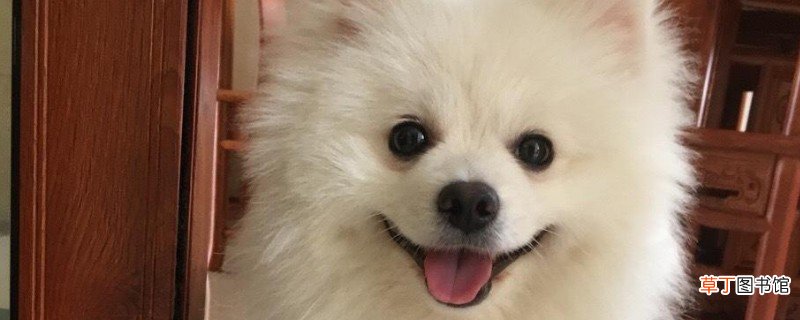 美系博美和英系博美的区别，英式美式博美有什么不同