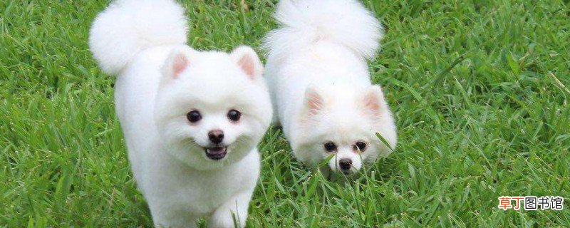 博美犬怎么养毛更好