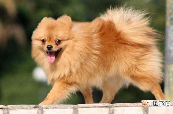 博美犬怎么养毛更好