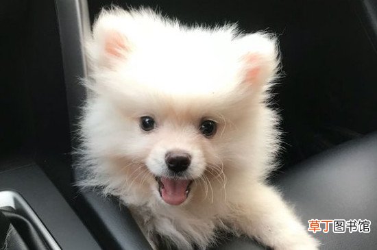 博美认主人的标准
