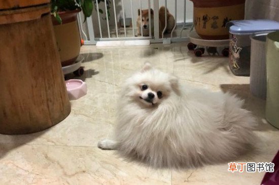 博美认主人的标准