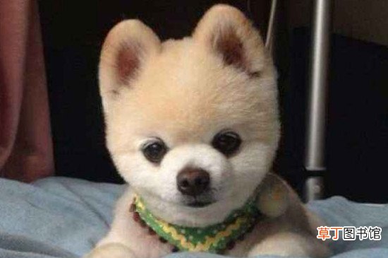 俊介君是什么狗