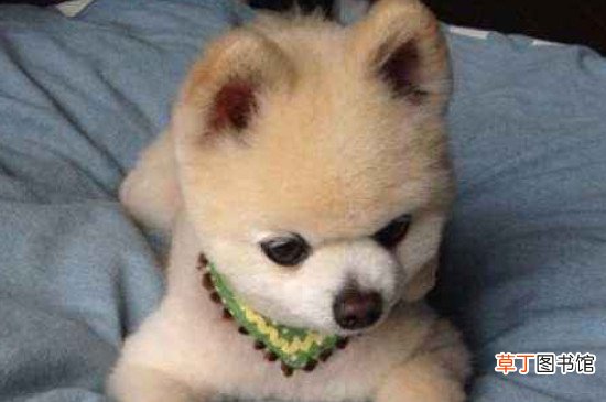 俊介君是什么狗