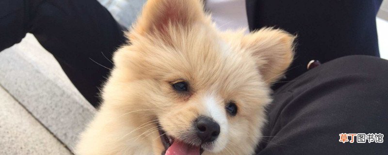 俊介是什么品种的狗