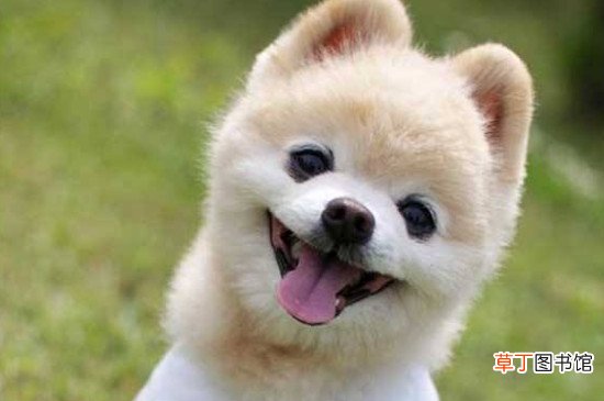 俊介是什么品种的狗