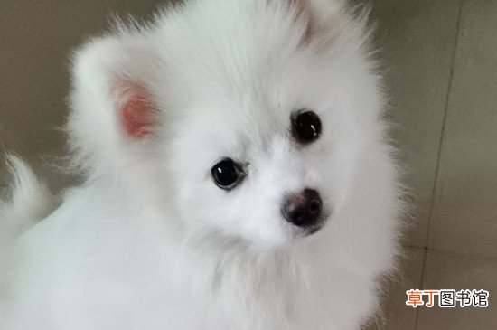 博美去世症状