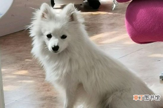 博美犬缺点