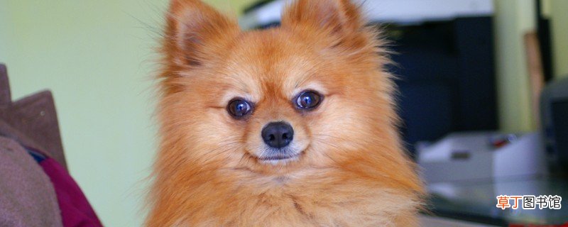 博美犬缺点