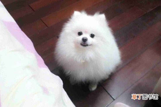 博美犬缺点