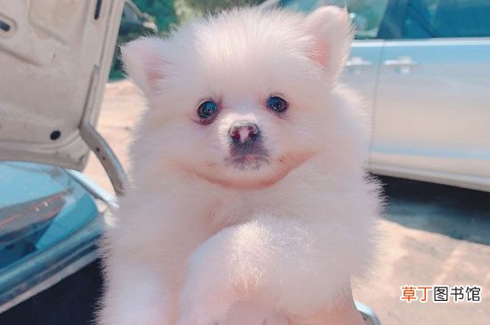 博美犬缺点