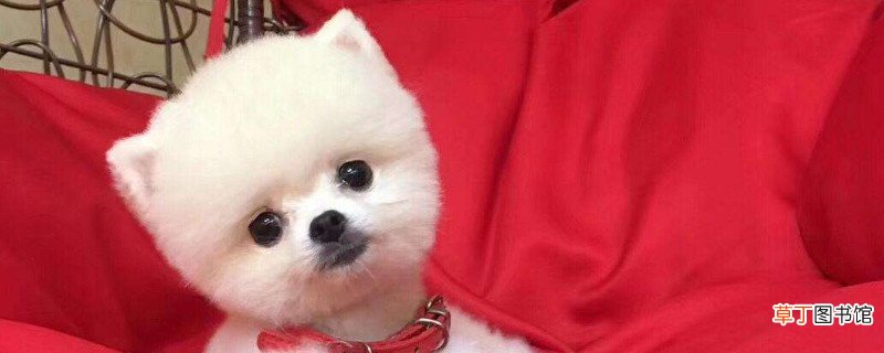 博美什么时候开始认主人