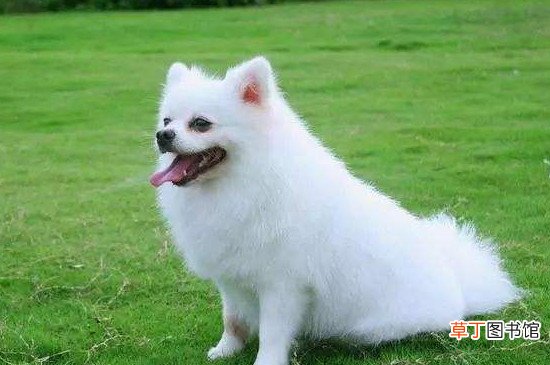 博美晚上不睡觉怎么办