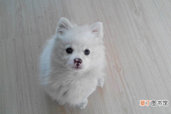 两个月博美幼犬吃什么