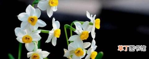 水仙花养在室内好吗 水仙花养在室内好不好