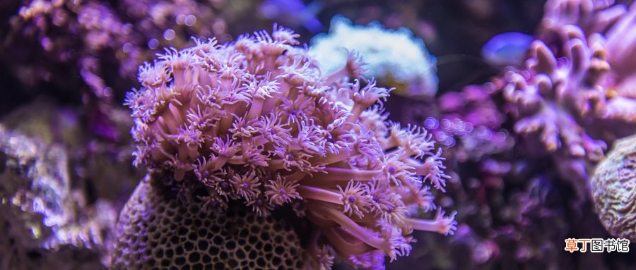 珊瑚是动物还是植物