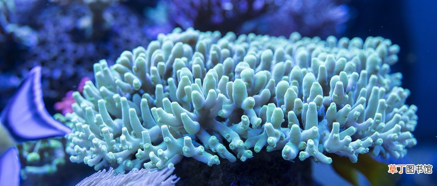 珊瑚是动物还是植物