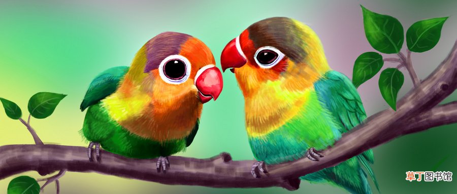 牡丹鹦鹉怎么分辨雌雄