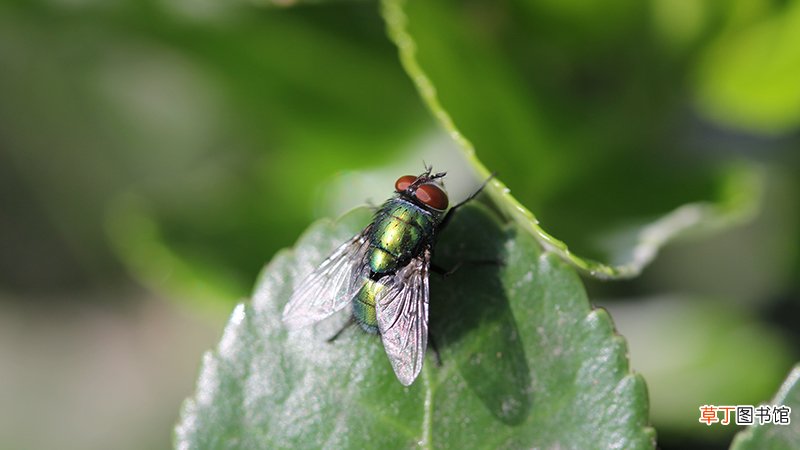 苍蝇是怎么来的