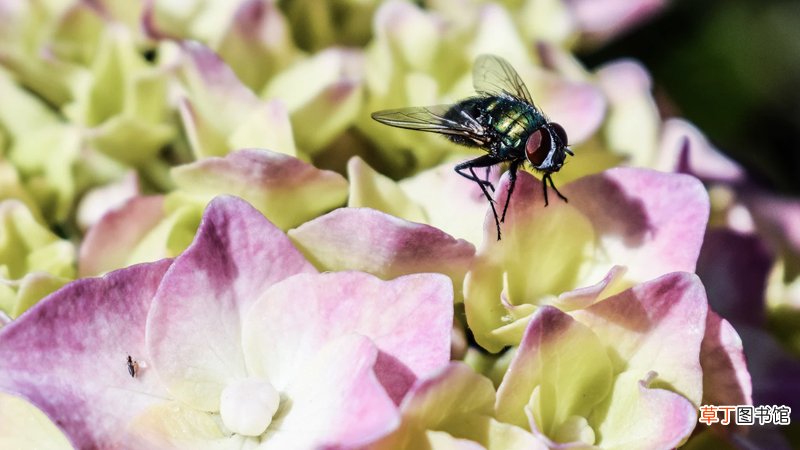 苍蝇是怎么来的