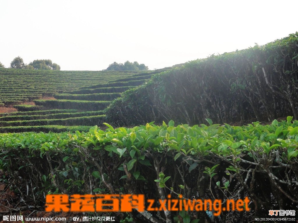 云南普洱茶功效