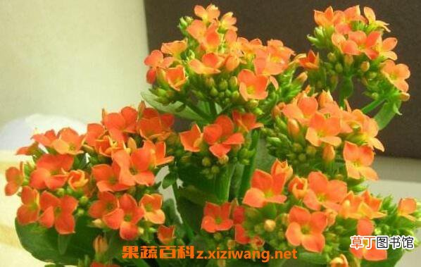 长寿花的功效与作用 长寿花对风水的影响
