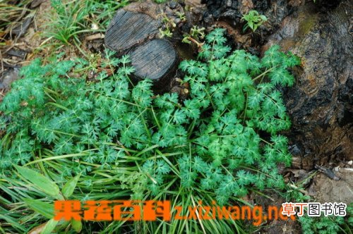 山花根的功效与作用