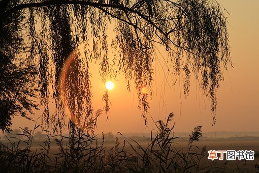 柳絮是柳树的什么