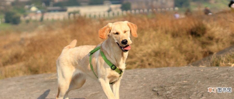 拉布拉多和金毛的区别