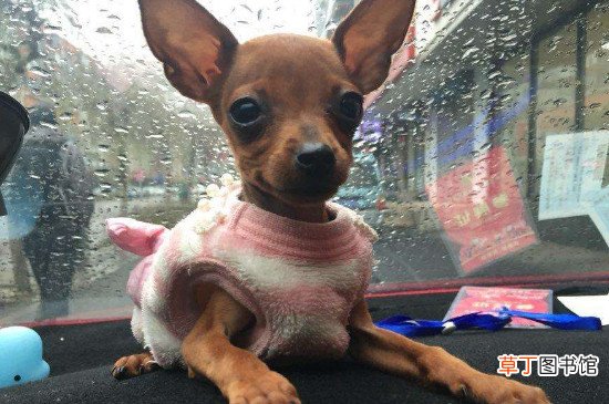 鹿犬智商排第几名