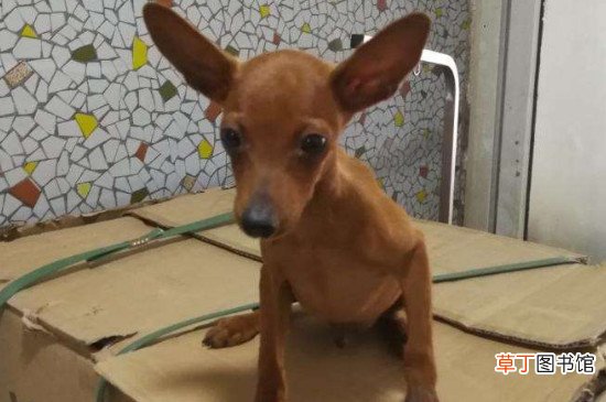 鹿犬智商排第几名