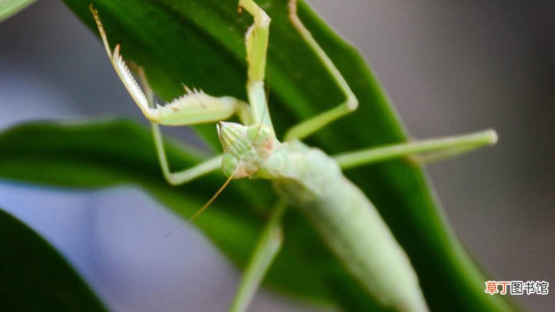 螳螂是益虫吗