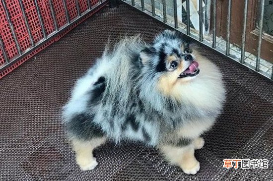 养博美的禁忌