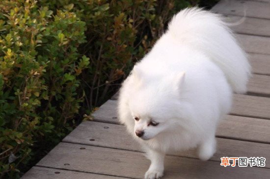 博美不听话可以打吗