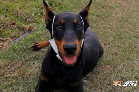 杜宾犬为什么要剪耳朵和尾巴