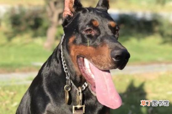 杜宾犬为什么要剪耳朵和尾巴