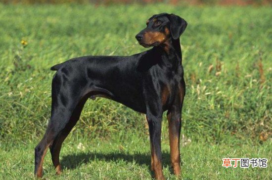养杜宾犬的七大禁忌