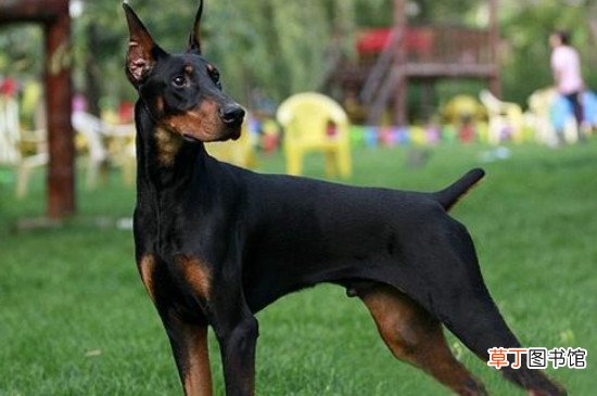 养杜宾犬的七大禁忌