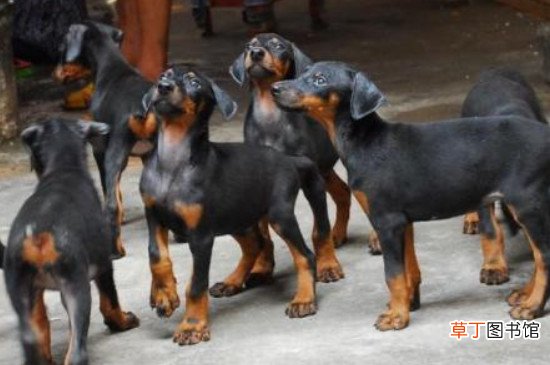 养杜宾犬的七大禁忌